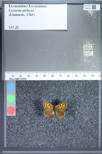Media type: image;   Entomology 66784
